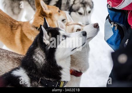 Gruppe aufmerksamer Huskys in schneebedeckter Umgebung. Schwarz-weißer Husky im Vordergrund, fokussierter Blick. Kalte Umgebung hebt ihr dickes Fell hervor und A Stockfoto