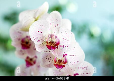 Zarte weie Orchidee mit violetten Flecken bekannt als Phalaenopsis oder  Mottenorchidee vor einem dunklen Hintergrund, exotische Blume wchst  drinnen oder in Grten Stockfotografie - Alamy