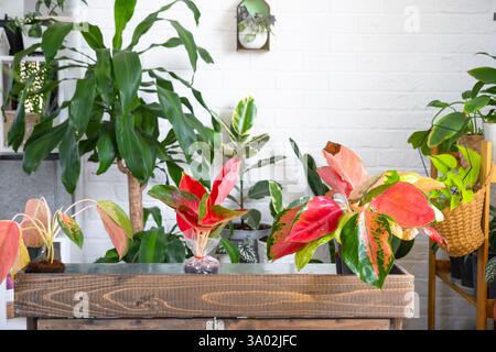 Verschiedene Sorten tropischer Aglaoneme auf dem Blumentisch im Inneren des Hauses. Das Blumenhobby eines Topfpflanzenzüchters Stockfoto