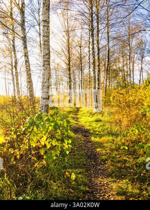 Schlendern Sie entlang eines malerischen Weges, umgeben von hohen Birken mit goldenem Herbstlaub. Das Sonnenlicht filtert durch die Zweige und erzeugt einen trans Stockfoto