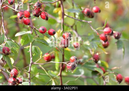 Reife rote Früchte auf den Hüftrosen Stockfoto