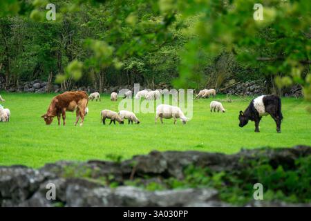 Landschaftlich reizvolle Farm mit Kühen und Schafen, die in üppigen grünen Feldern unter Einem bewölkten Himmel weiden, in County Kerry, Irland, traditionelle Landschaft Stockfoto