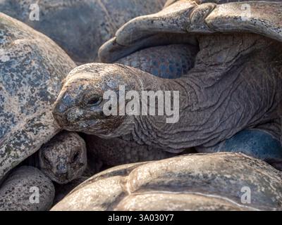 Kopf einer Aldabra-Riesenschildkröte (Aldabrachelys gigantea). Auf Mahé, der Hauptinsel der Seychellen. Stockfoto