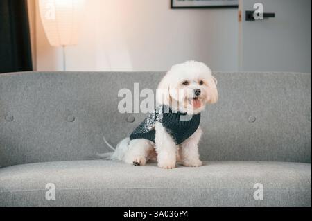 Auf dem Sofa sitzen. Niedlicher maltesischer Hund ist drinnen im Hauszimmer. Stockfoto