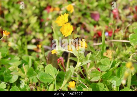 Eine Biene sammelt Nektar von einer leuchtenden gelben Wildblume auf einer üppigen Wiese. Eine Makroaufnahme, die die Schönheit der Bestäubung und der Artenvielfalt in der Natur einfängt. Stockfoto