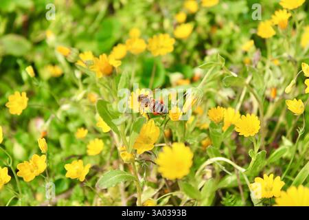 Honigbiene sammelt Nektar von hellgelben Wildblumen auf einer grünen Wiese. Ein Makrofoto, das die Bestäubung und die Schönheit der Natur im Frühling zeigt. Stockfoto