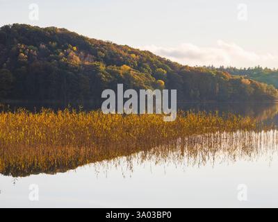 Goldenes Schilf schwingt sanft am Rand eines ruhigen Sees und reflektiert lebhafte Herbstfarben von umliegenden Bäumen in Schweden. Ein friedlicher Moment fängt Natu ein Stockfoto