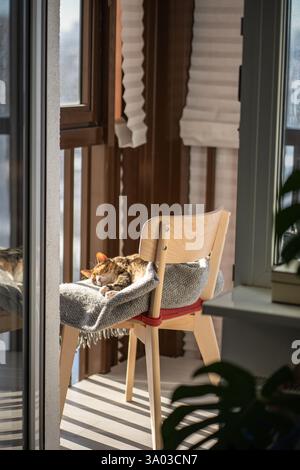 Faule Katze, die auf einem Stuhl liegt und auf Wollkarierung liegt und sich im warmen Sonnenlicht neben dem Fenster auf dem Balkon sonnt Stockfoto