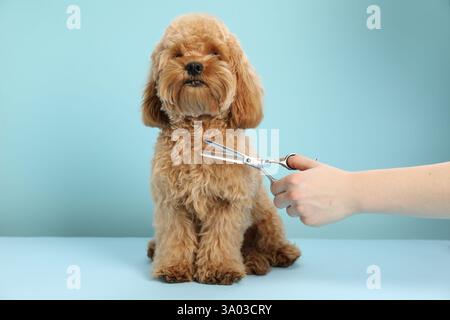 Der Groomer schneidet süßes Hundehaar auf hellblauem Hintergrund, Nahaufnahme Stockfoto