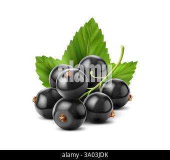 Realistisch frische schwarze Johannisbeere mit glänzender Haut, winzigen braunen Stielen und leuchtend grünen Blättern. 3D Vektor saftige und appetitliche Bündel von Beeren erscheinen plu Stock Vektor