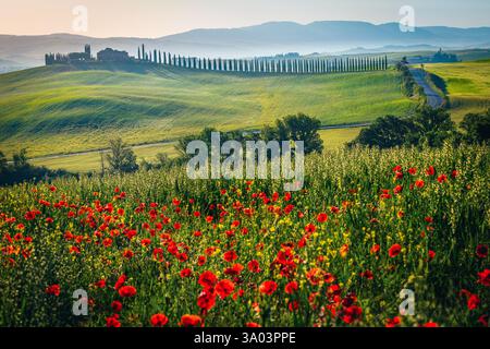Fantastische Landschaft mit rotem Mohn und gewundenen Straßen auf den Getreidefeldern. Blühender roter Mohn und spektakuläre Getreidefelder bei Sonnenaufgang, Toskana, Italien Stockfoto