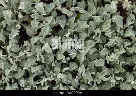 Chrysanthemen, manchmal auch Mütter oder Chrysanthen genannt, sind blühende Pflanzen der Familie der Asteraceae und sind schöne Pflanzen für Gartenbeete Stockfoto