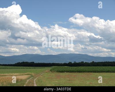 Aufgenommen während einer unserer Wanderungen im Sommer. Eine lange Strecke mit schmalem Feld und Sonnenschein. Stockfoto