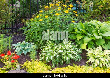 Lysimachia nummularia „Aurea“ – Goldener Kriecher „Jenny“, rotes Pelargonium – Geranium, Hosta – Plaintain Lily und gelber Rudbeckia – Coneflower im Vorfeld Stockfoto