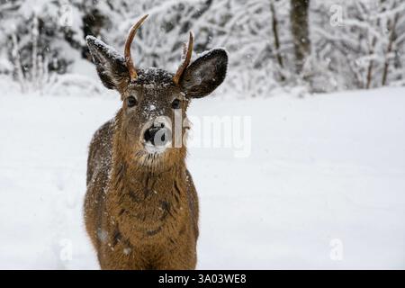 Eine Nahaufnahme eines jungen Bocks im Schnee. Er hat ein kleines Geweih und Schnee auf Gesicht und Kopf. Nahaufnahme mit nur der oberen Hälfte sichtbar. Stockfoto