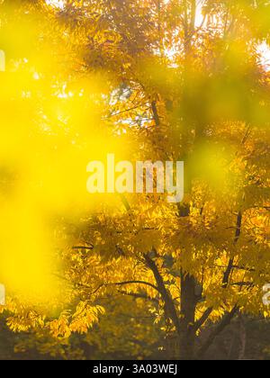 Stolz steht ein großer Baum, dessen Blätter sich in einem Herbst in Schweden in leuchtende Gelbtöne verwandelt haben. Das warme Sonnenlicht verstärkt die Schönheit von t Stockfoto