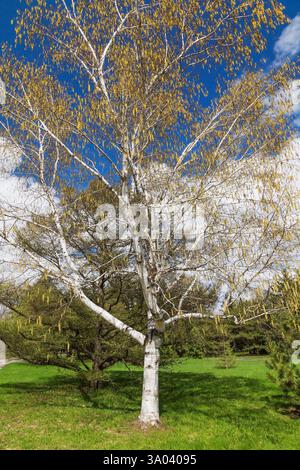 Betula - ermanii - Birkenbaum Erman mit gelb-braunen männlichen Katzetten im Frühjahr, Montreal Botanical Garden, Quebec, Kanada Stockfoto