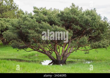 Pinus silvestris - Föhrenbaum, der aufgrund des späten Frühlingstauens und der starken Regenfälle aufgrund des Klimawandels im Frühjahr in einer Wasserpfütze steht. Stockfoto