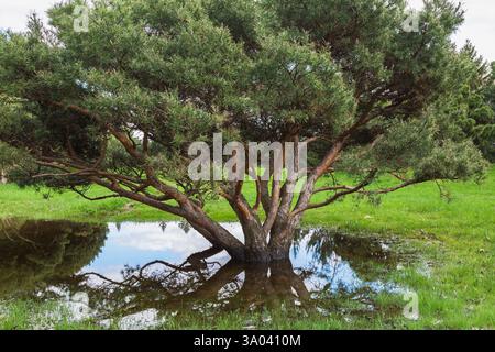 Pinus silvestris - Föhrenbaum, der aufgrund des späten Frühlingstauens und der starken Regenfälle aufgrund des Klimawandels im Frühjahr in einer Wasserpfütze steht. Stockfoto