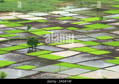 Reisfeld in Quadraten in Monsun, Chiplun, Ratnagiri, Maharashtra, Indien, Asien Stockfoto
