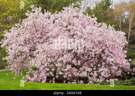 Magnolia x Loebneri „Leonard Messel“ mit lila rosa duftenden Blütenblüten im Frühling, Japanischer Garten, Montreal, Botanischer Garten, Quebec, Kanada. Stockfoto