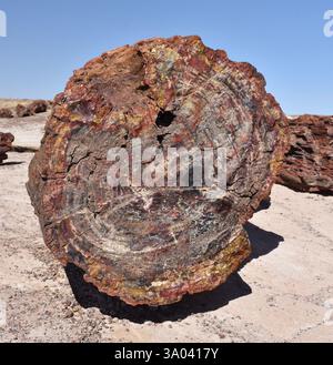 Ein versteinerter Steinstamm im Petrified Forest National Park in Arizona. Stockfoto