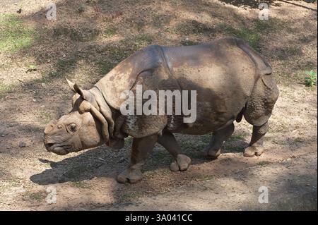 Rhino Rhinoceros unicornis im Public Park, Trivandrum Thiruvananthapuram, Kerala, Indien 2010 Stockfoto