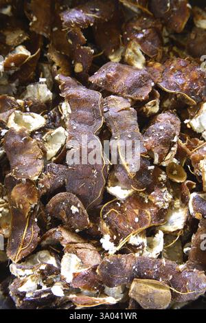 Ayurvedische Medizin Kräuter Obst und Gewürze Imli Tamarinde Tamarindus indica Stockfoto
