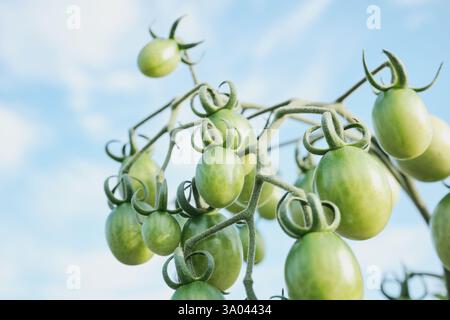 Junge grüne Kirschtomaten Reifen auf dem Hintergrund des Himmels Stockfoto