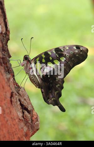 Insekten, Schwanz-Jay-Schmetterling auf Baumrinde, im Sanjay Gandhi-Nationalpark, Borivali, Bombay Mumbai, Maharastra, Indien, Asien Stockfoto