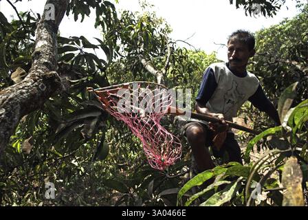 Arbeiter, der alphonso-Mangos auf der Farm im Dorf Velas im Bezirk Ratnagiri, Maharashtra, Indien vom 26. April 2009 pflückt Stockfoto
