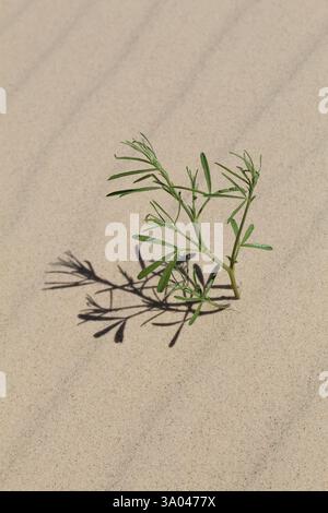 Honigmesquite-Keimling auf einer Sanddüne im Monahans Sandhills State Park in Texas Stockfoto