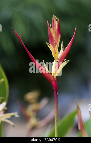 Heliconia psittacorum Blume bekannte Papageienblüten, Kerala, Indien, Asien Stockfoto