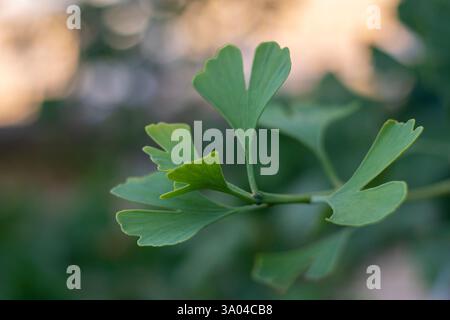 Ginkgo biloba lässt einen Baumzweig nahe Stockfoto