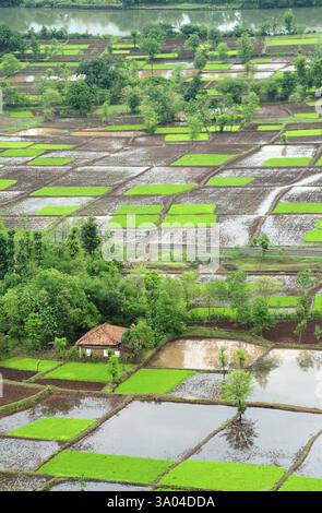 Reisfeld in Quadraten in Monsun, Chiplun, Ratnagiri, Maharashtra, Indien, Asien Stockfoto