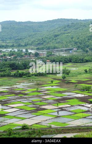 Reisfeld in Quadraten in Monsun, Chiplun, Ratnagiri, Maharashtra, Indien, Asien Stockfoto