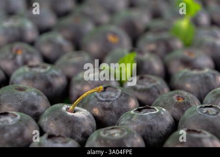 Ein Haufen Heidelbeeren mit einem einzigen grünen Blatt in der Mitte. Das Blatt ist von den Heidelbeeren umgeben, aber es fällt als Hauptfokus des i auf Stockfoto
