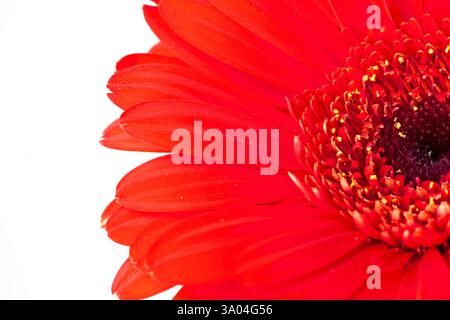 Rote Gerbera-Blüte isoliert auf dem Weißen Stockfoto
