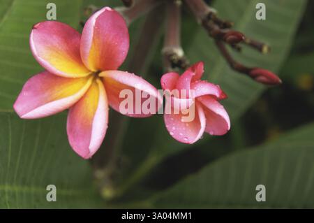 Wassertropfen auf Frangipani plumeria rubra 20-Dezember-2009 Stockfoto