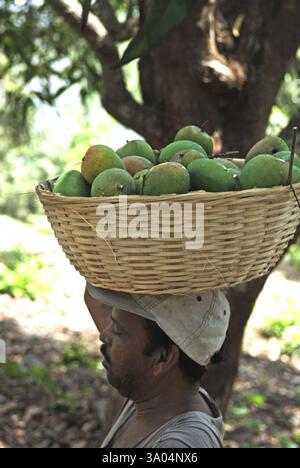 Arbeiter, der alphonso-Mangos auf der Farm im Dorf Velas im Bezirk Ratnagiri, Maharashtra, Indien, transportiert, 26. April 2009 Stockfoto