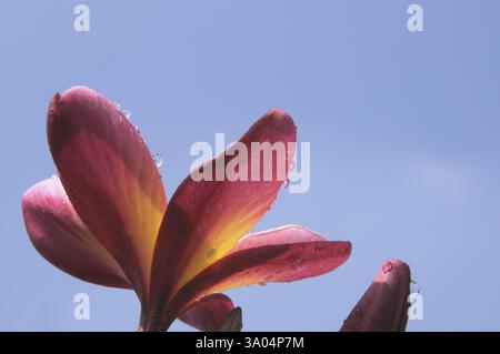 Wassertropfen auf Frangipani plumeria rubra 20-Dezember-2009 Stockfoto