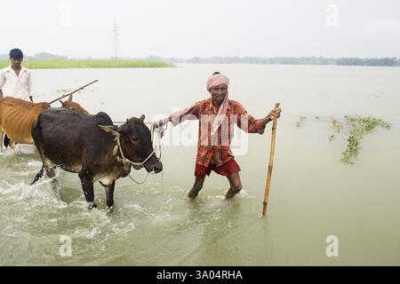 Die Flutflut des KOSI im Jahr 2008, die die meisten Menschen unter der Armutsgrenze im Bezirk Purniya, Bihar, Indien, Asien, litten Stockfoto