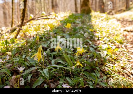 Gelbe Trillium-Blüten verstreut über Forest Floor in den Smokies Stockfoto