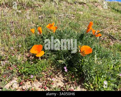 Eine Ansammlung von kalifornischen Mohnblumen wächst inmitten gemischter Vegetation auf einem schrägen Gelände, umgeben von kargem Gras und kleinen rosa Blüten unter klarem Tageslicht Stockfoto