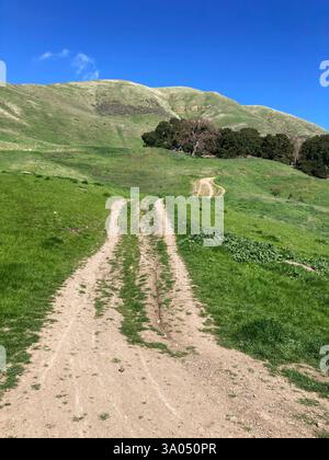 Ein unbefestigter Wanderweg führt durch einen grasbewachsenen Hügel im Sierra Vista Open Space Preserve. Stockfoto