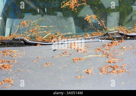 Nahaufnahme der Windschutzscheibe des Autos, die mit Pflanzenrückständen übersät ist. Selektiver Fokus Stockfoto