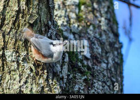 Ein Nuthatch mit grauem und braunem Gefieder wird auf der strukturierten Rinde eines Baumes beobachtet, der ein Stück Futter im Schnabel hält. Der leuchtend blaue Himmel Stockfoto