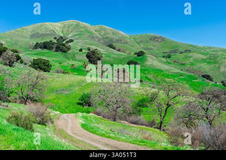 Ein unbefestigter Pfad, umgeben von üppigen grünen Hügeln und verstreuten Bäumen im Alum Rock Park, mit einem klaren blauen Himmel über der ruhigen Landschaft Stockfoto
