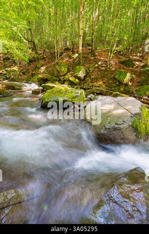 Landschaft mit Fluss im Buchenwald. Üppiges Laub auf den Bäumen. Wilder Wasserstrom zwischen moosigen Felsen an einem sonnigen Tag. Idyllische Erholung in Transca Stockfoto