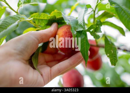 Im Garten reife Früchte anbauen. Eine Frau pflückt einen saftigen roten Pfirsich aus einem Baumzweig. Stockfoto